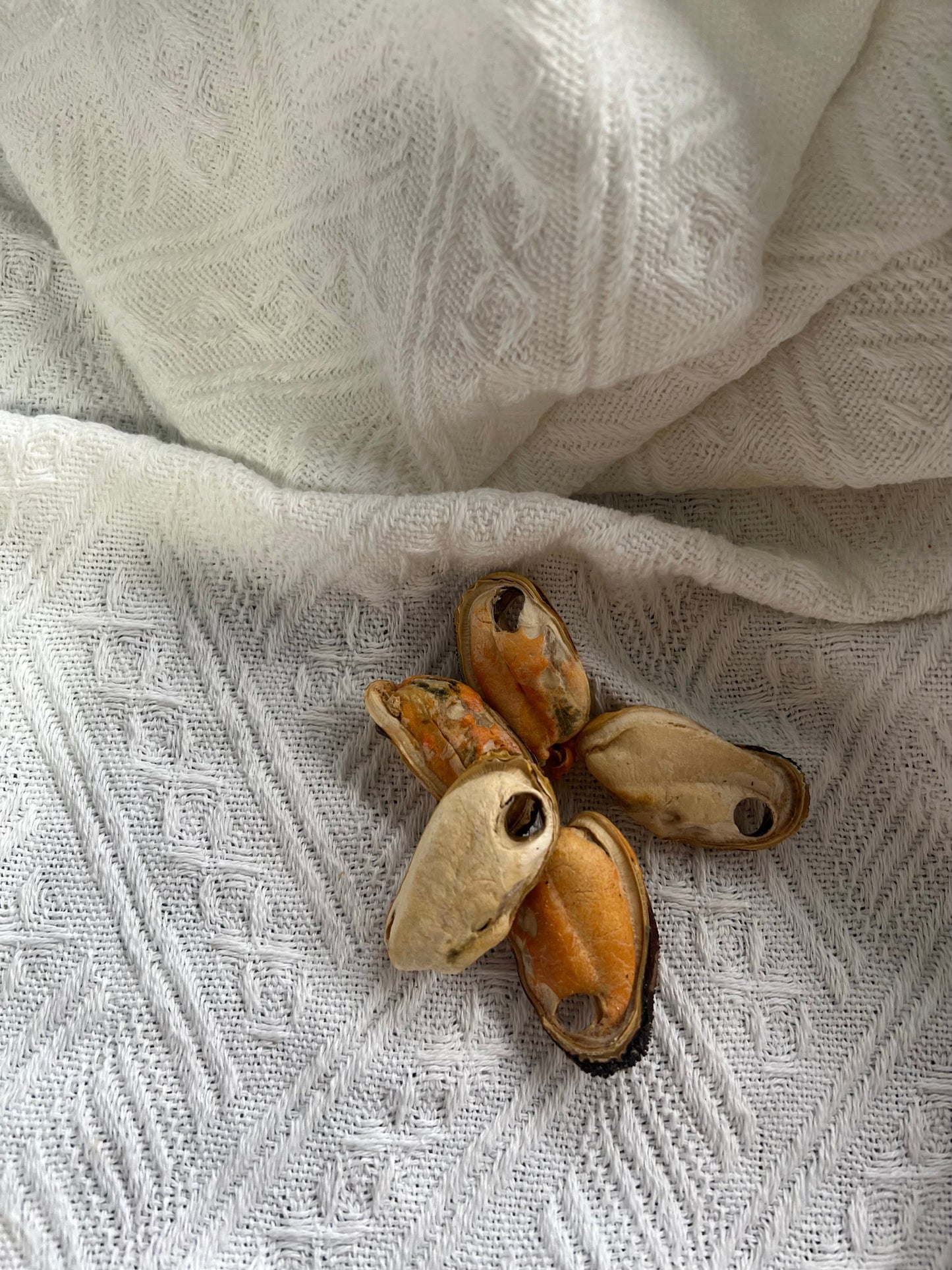 Green Lipped Mussels